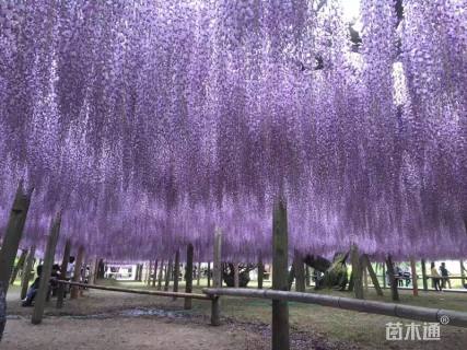 主蔓长250厘米多花紫藤