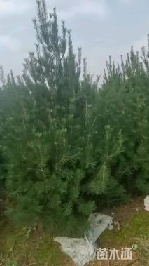 高度200厘米白皮松