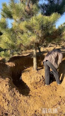 高度300厘米黑松