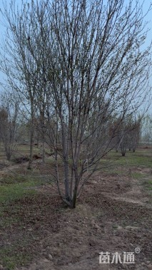 高度650厘米丛生美国红枫