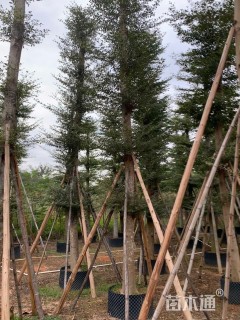 18公分小叶榄仁