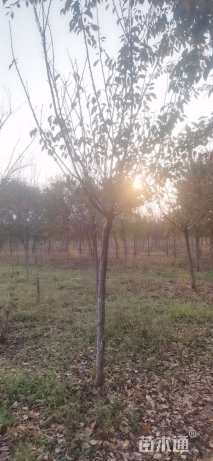 8公分染井吉野樱