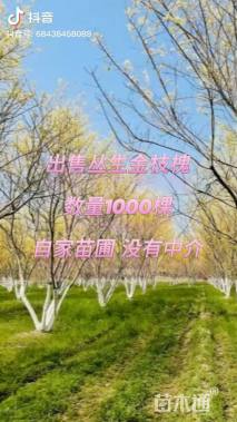 高度500厘米丛生金枝槐