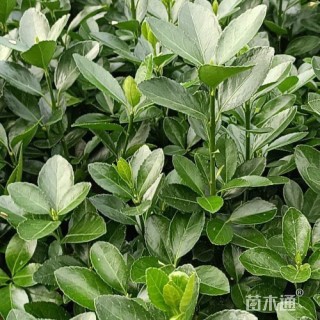 高度30厘米大叶黄杨