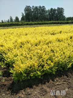 高度50厘米金叶女贞