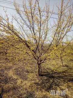 高度500厘米山茱萸