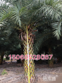 裸干高100厘米中东海枣