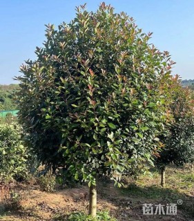 20公分红叶石楠