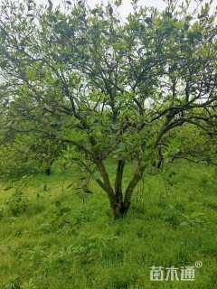 高度30厘米丛生胡柚