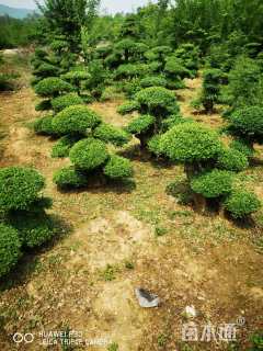 10公分对节白蜡