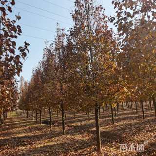 15公分彩叶豆梨