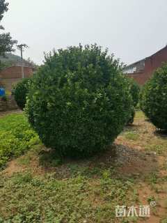 冠幅250厘米大叶黄杨球
