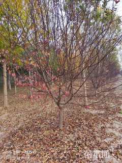 10公分钻石海棠