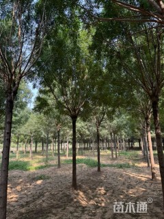 18公分秋紫白蜡