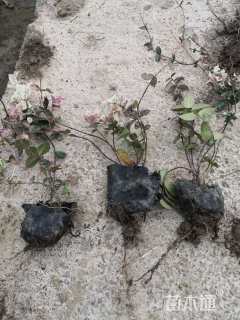 15厘米花叶络石