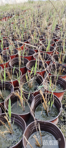 高度30厘米芦苇