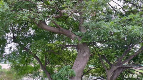 150公分(5杆)丛生朴树