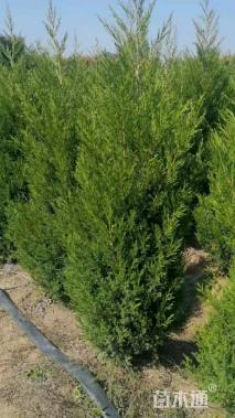 高度130厘米蜀桧