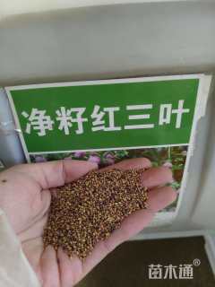 红三叶种子