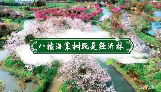 17公分八棱海棠