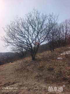 高度900厘米丛生蒙古栎