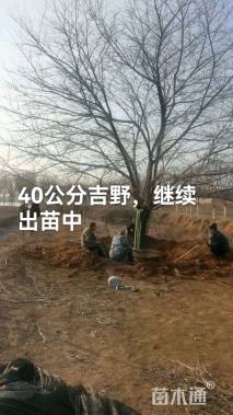 20公分染井吉野樱