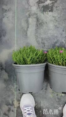 高度15厘米翠菊