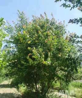 高度550厘米丛生元宝枫