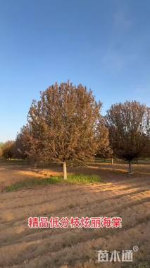 15公分绚丽海棠