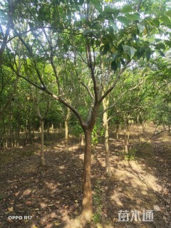 高度350厘米红花紫薇