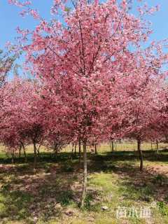 10公分垂丝海棠