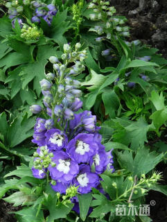 高度20厘米飞燕草