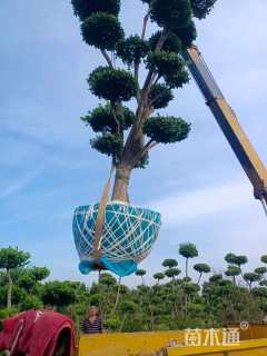 10公分造型卫矛