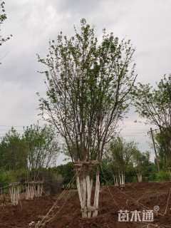 高度800厘米丛生元宝枫