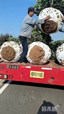 高度300厘米中华石楠