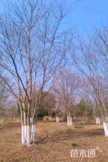 高度700厘米丛生三角枫