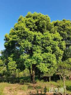 40公分丛生香樟