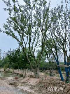 90公分丛生朴树