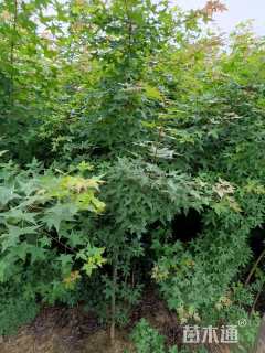 高度200厘米元宝枫小苗