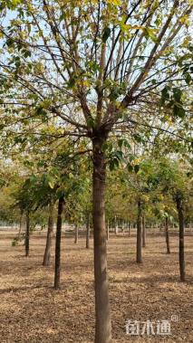 15公分金叶复叶槭