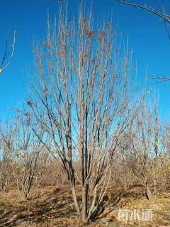 高度700厘米丛生暴马丁香