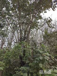 高度800厘米丛生紫荆