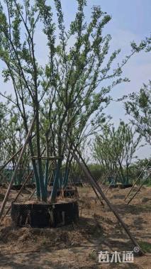 10公分(5杆)丛生朴树