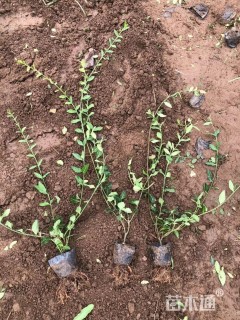 60厘米小叶扶芳藤