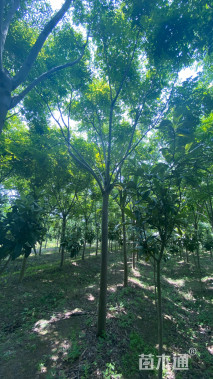 12公分黄山栾树