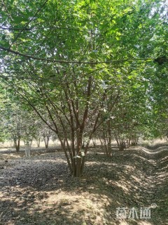 高度600厘米丛生五角枫