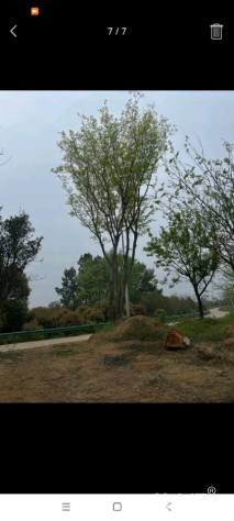 60公分(4杆)丛生朴树