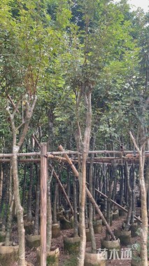 8公分黄花风铃木