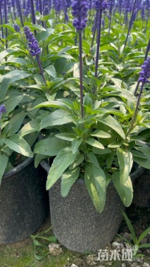 高度30厘米鼠尾草