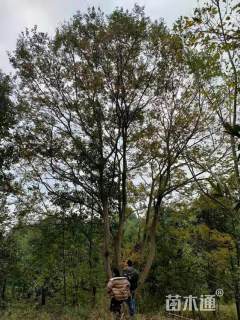 40公分丛生朴树